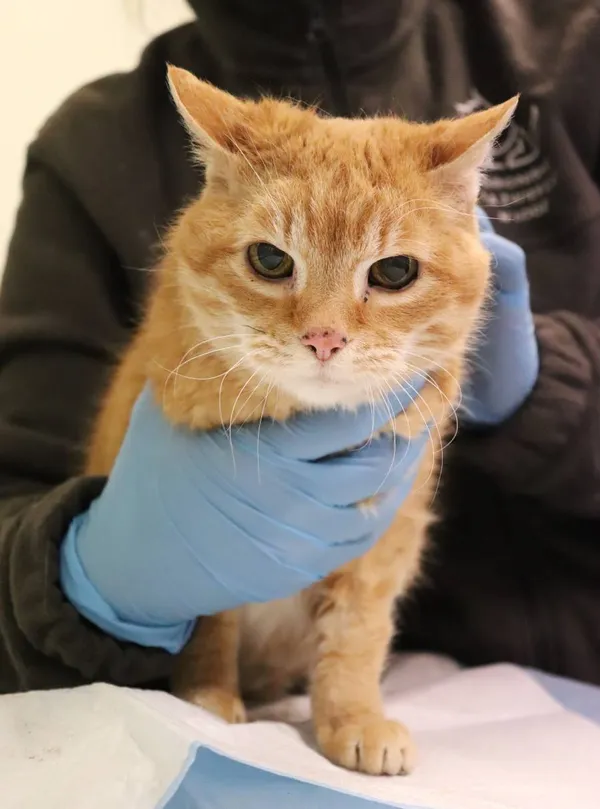 Znaleziono kota, Łódź, 8 maja 2025 (2/3)