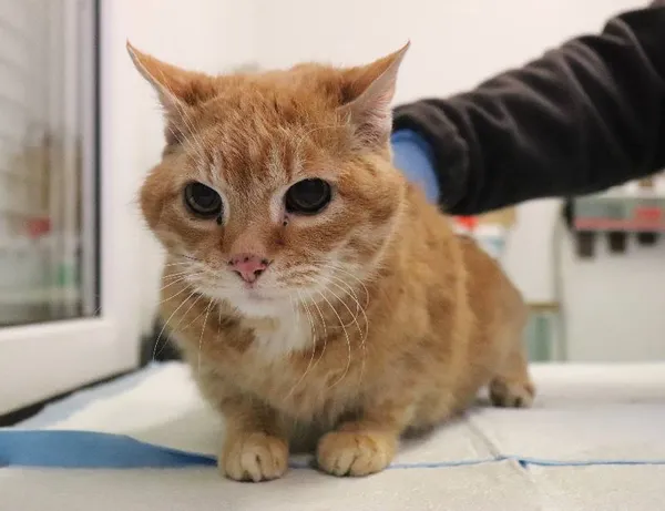 Znaleziono kota, Łódź, 8 maja 2025 (3/3)