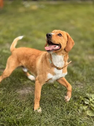 Pies do adopcji, Kraków, 24 kwietnia 2025 (1/5)