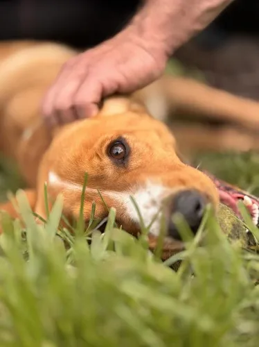 Pies do adopcji, Kraków, 24 kwietnia 2025 (3/5)