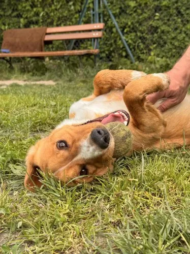 Pies do adopcji, Kraków, 24 kwietnia 2025 (4/5)