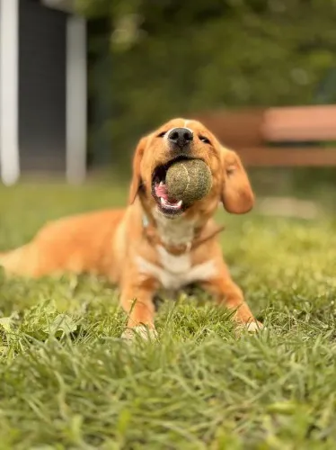 Pies do adopcji, Kraków, 24 kwietnia 2025 (5/5)