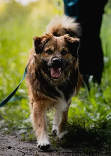 Pies do adopcji, Kraków, 25 kwietnia 2025 (1/5)