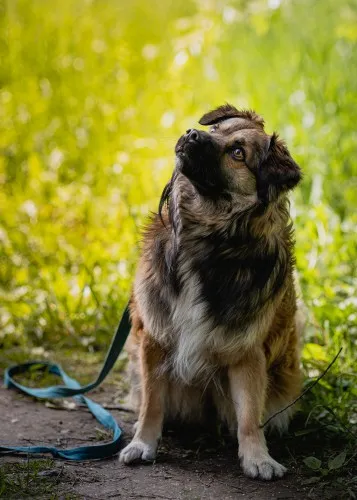 Pies do adopcji, Kraków, 25 kwietnia 2025 (3/5)