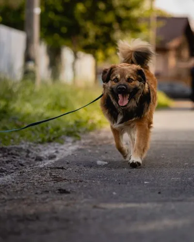 Pies do adopcji, Kraków, 25 kwietnia 2025 (4/5)