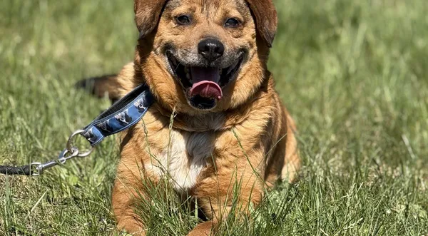 Pies do adopcji, Pieczyska, 8 maja 2025 (1/5)