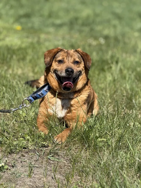 Pies do adopcji, Pieczyska, 8 maja 2025 (4/5)