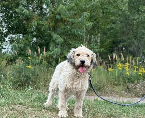 Pies do adopcji, Pieczyska, 8 maja 2025 (1/5)