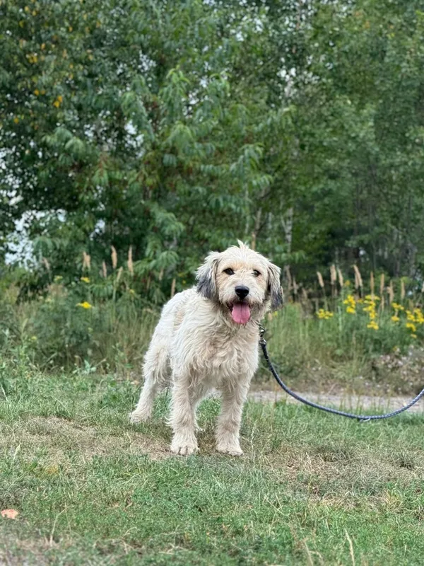 Pies do adopcji, Pieczyska, 8 maja 2025 (5/5)