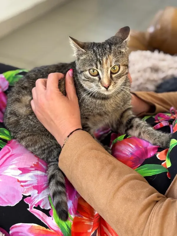 Znaleziono kota, Lublin, 7 maja 2025