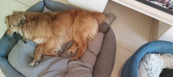 Oddam psa, Warszawa, Filtry, 10 maja 2025 (2/5)