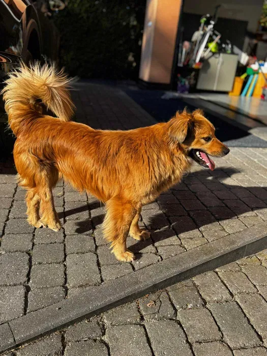 Oddam psa, Warszawa, Filtry, 10 maja 2025 (4/5)