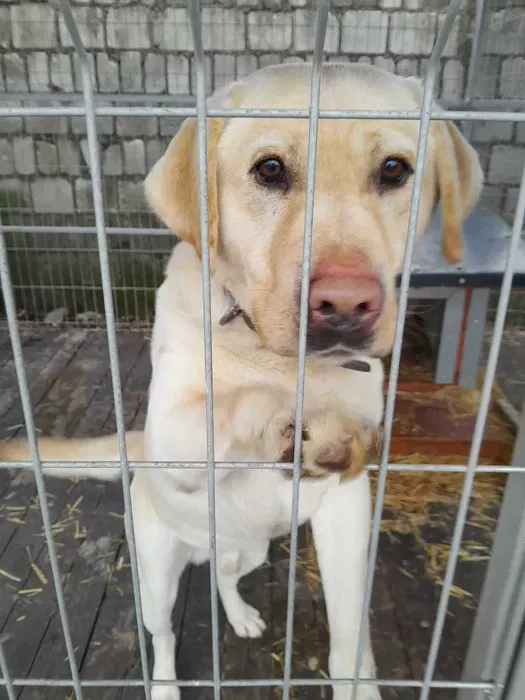 Oddam psa, Warszawa, Ulrychów, 10 maja 2025 (1/4)