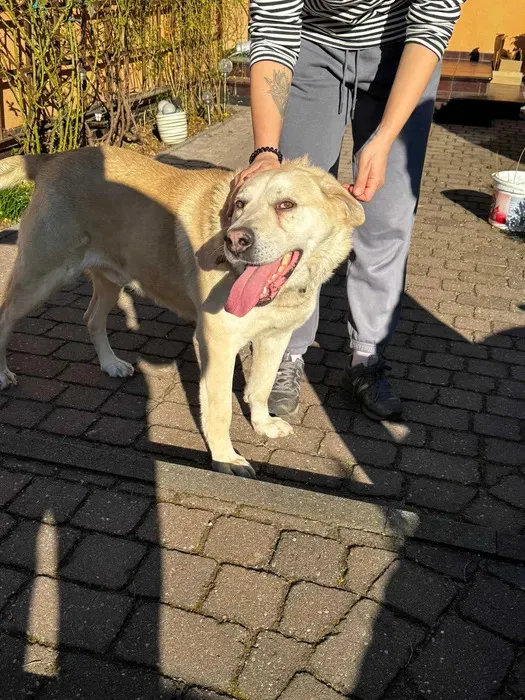 Oddam psa, Warszawa, Ulrychów, 10 maja 2025 (2/4)