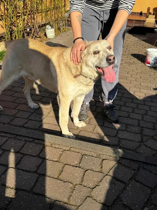 Oddam psa, Warszawa, Ulrychów, 10 maja 2025 (3/4)