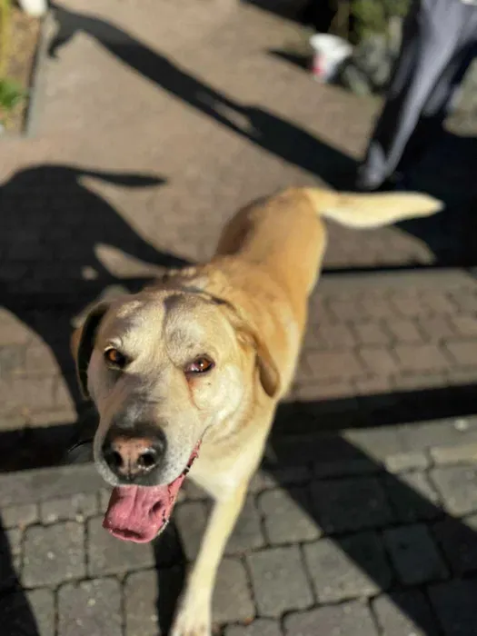 Oddam psa, Warszawa, Ulrychów, 10 maja 2025 (4/4)