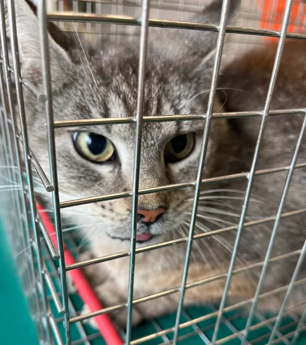 Znaleziono kota, Dobra, 9 maja 2025