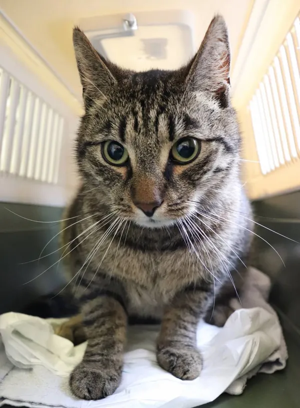 Znaleziono kota, Łódź, 10 maja 2025 (2/3)