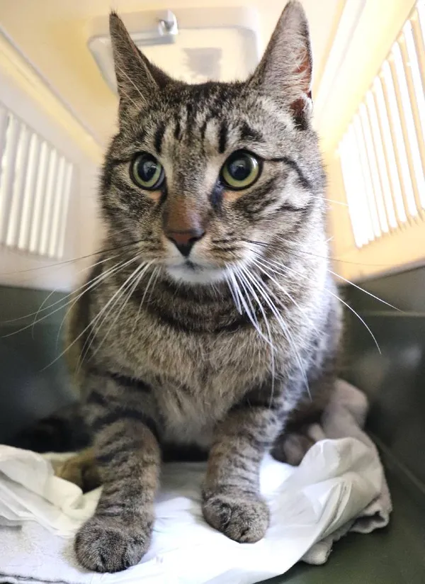 Znaleziono kota, Łódź, 10 maja 2025 (3/3)