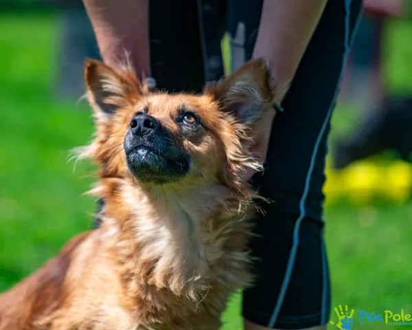 Znaleziono psa, Racławice, 7 maja 2025 (4/5)