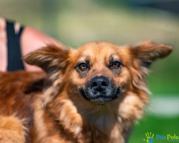 Znaleziono psa, Racławice, 7 maja 2025 (5/5)