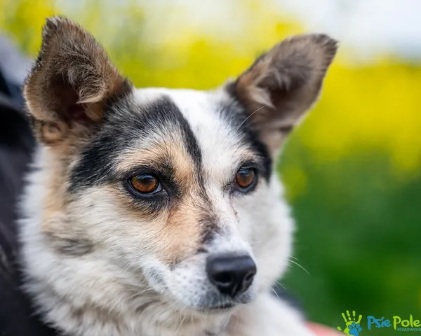 Znaleziono psa, Racławice, 5 maja 2025 (1/5)