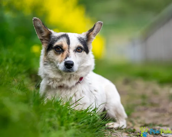 Znaleziono psa, Racławice, 5 maja 2025 (5/5)