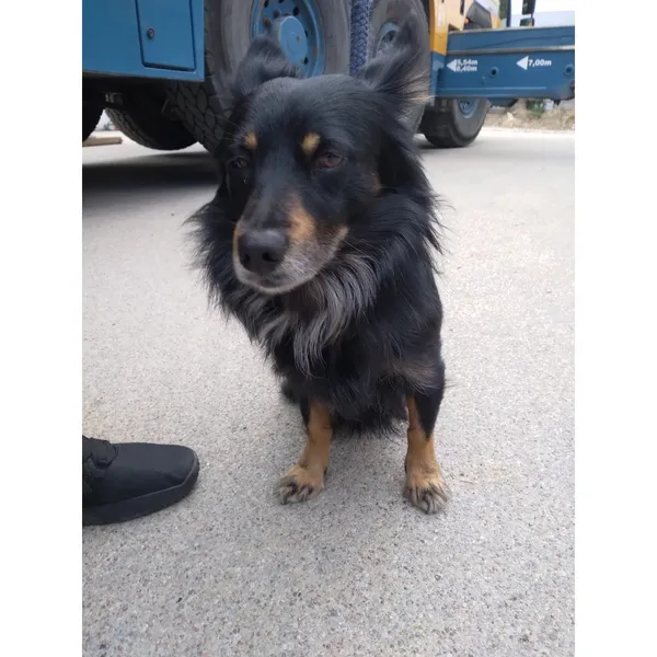 Znaleziono psa, Białystok, 10 maja 2025