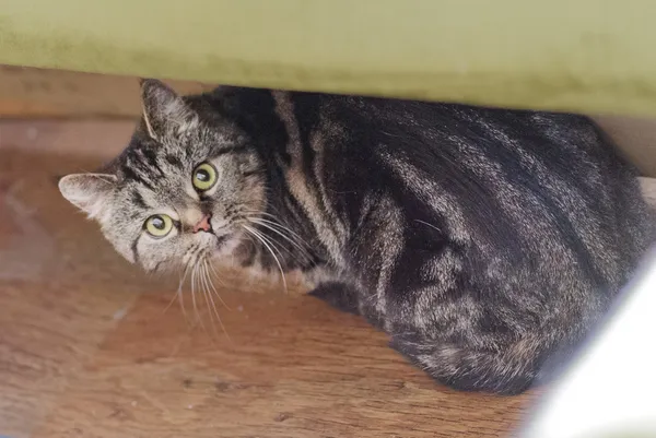 Kot do adopcji, Zgierz, 10 maja 2025 (2/5)