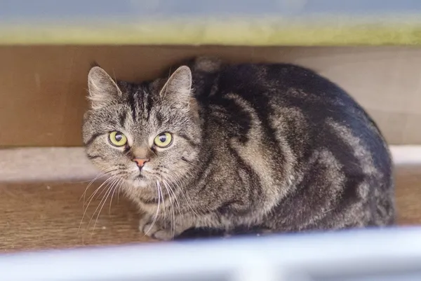 Kot do adopcji, Zgierz, 10 maja 2025 (3/5)