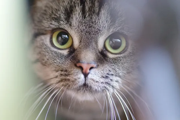 Kot do adopcji, Zgierz, 10 maja 2025 (4/5)