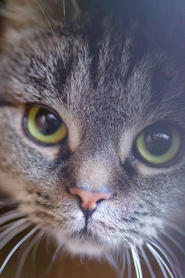 Kot do adopcji, Zgierz, 10 maja 2025 (5/5)