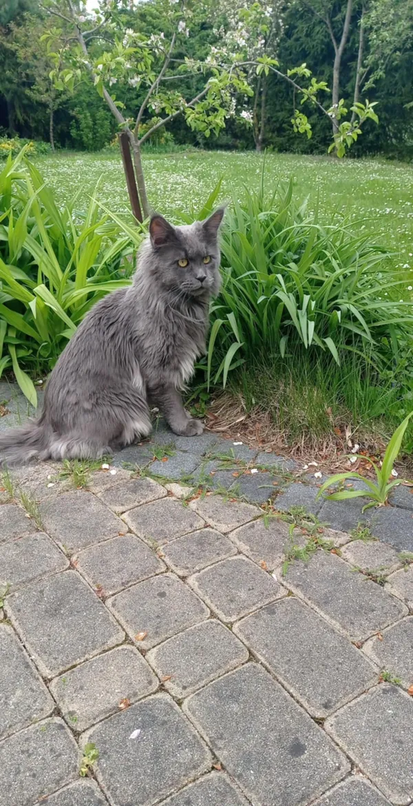 Zaginął kot, Warszawa, Wilanów Królewski, 10 maja 2025