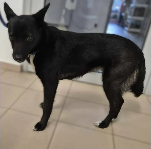 Znaleziono psa, Grudziądz, 10 maja 2025