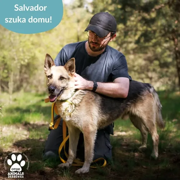 Pies do adopcji, Dąbrówka, 10 maja 2025 (3/5)