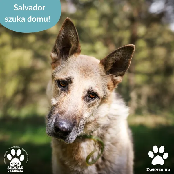 Pies do adopcji, Dąbrówka, 10 maja 2025 (5/5)