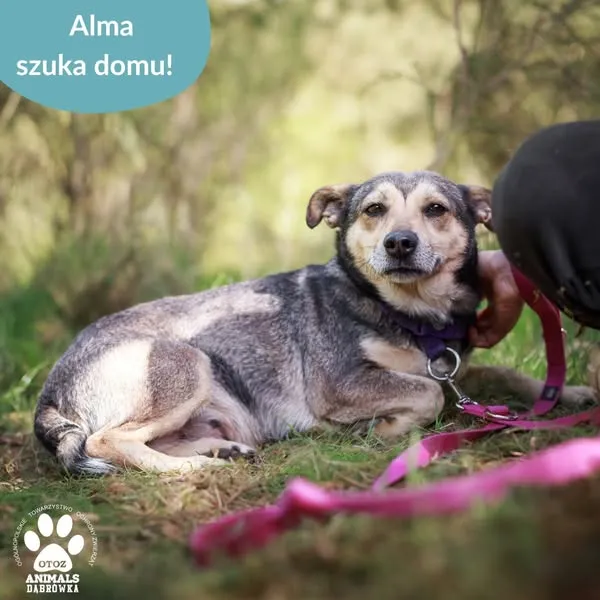 Pies do adopcji, Dąbrówka, 10 maja 2025 (4/5)