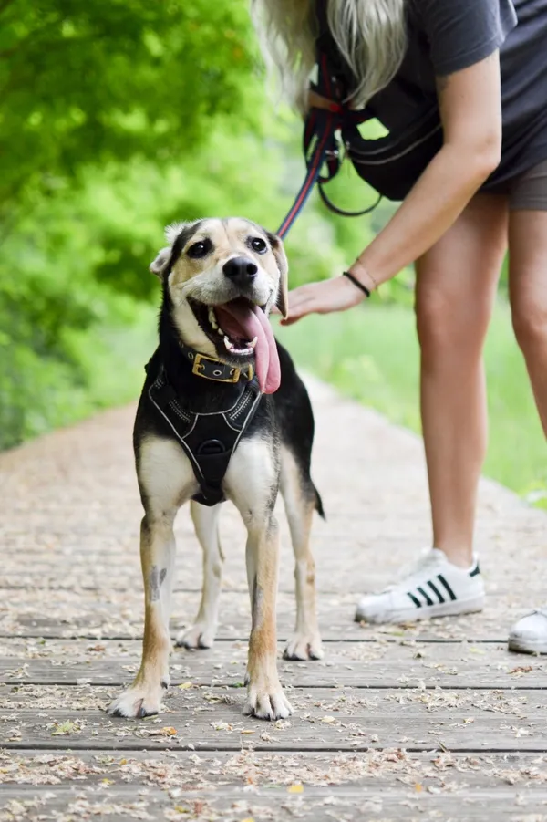 Znaleziono psa, Sosnowiec, 9 maja 2025 (2/5)