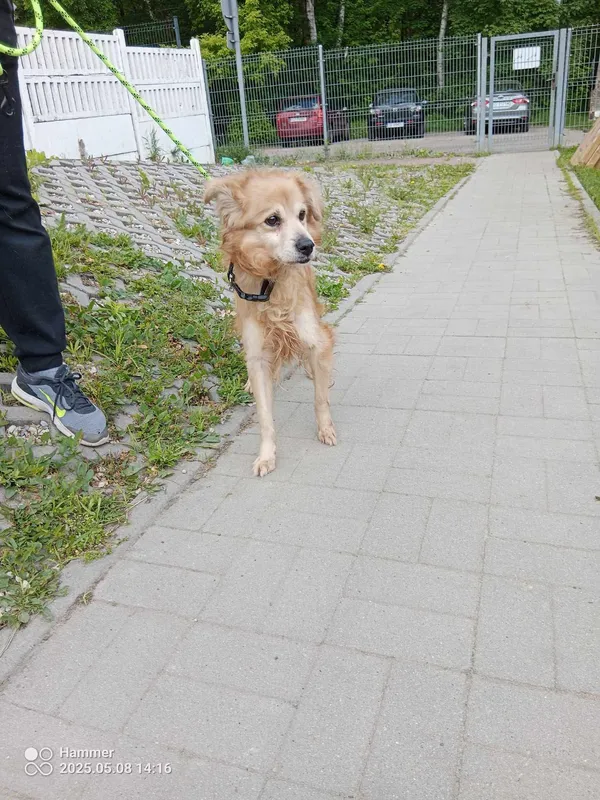 Znaleziono psa, Sosnowiec, 8 maja 2025