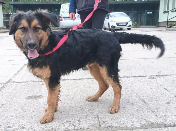 Znaleziono psa, Pieckowo, 8 maja 2025 (1/2)