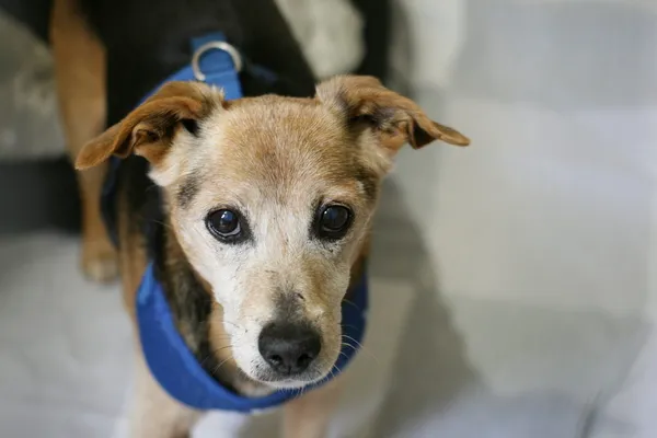 Znaleziono psa, Wałbrzych, 5 maja 2025