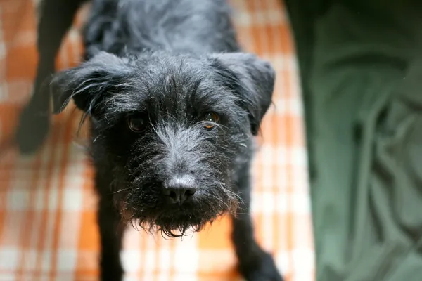 Znaleziono psa, Wałbrzych, 2 maja 2025