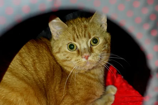 Znaleziono kota, Wałbrzych, 6 maja 2025