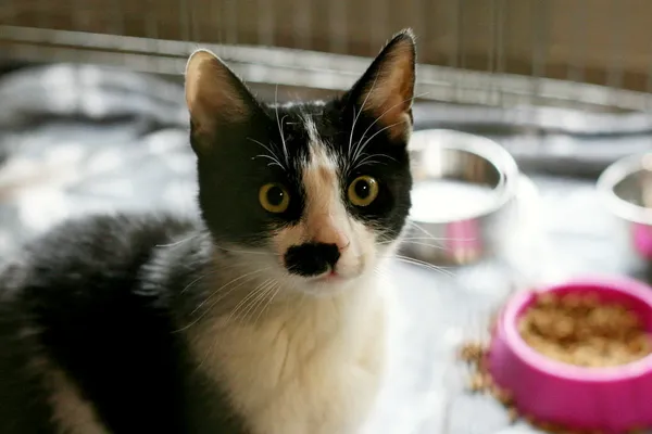 Znaleziono kota, Wałbrzych, 3 maja 2025