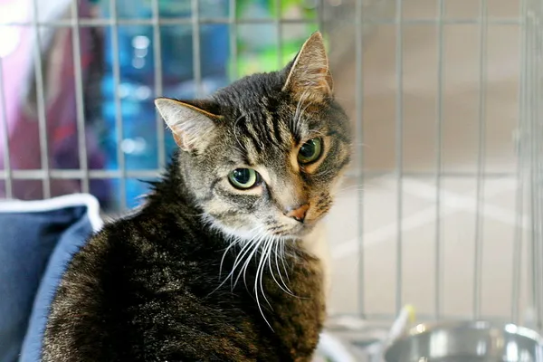 Znaleziono kota, Wałbrzych, 30 kwietnia 2025