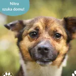 Znaleziono psa