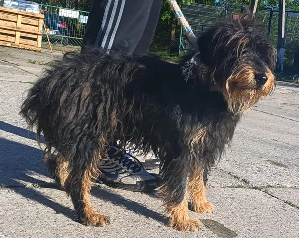 Znaleziono psa, Pieckowo, 7 maja 2025 (2/2)