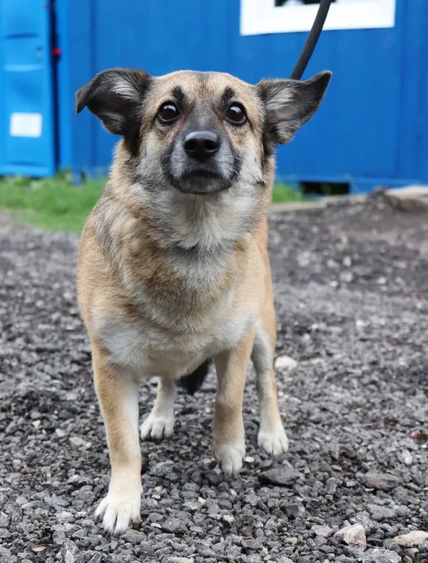 Znaleziono psa, Łódź, 10 maja 2025 (1/5)