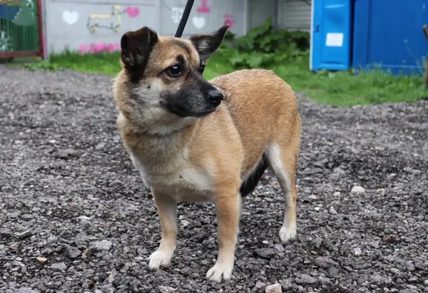 Znaleziono psa, Łódź, 10 maja 2025 (2/5)