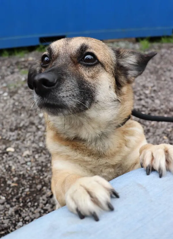 Znaleziono psa, Łódź, 10 maja 2025 (3/5)